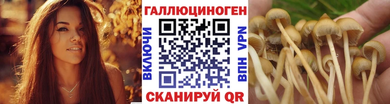 Купить закладки  Суджа  Псилоцибиновые грибы Magic Shrooms 